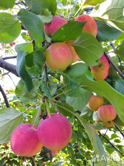 Яблоки домашние полукультурка