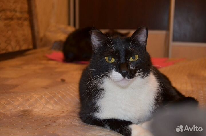 Отдам молодую кошечку. Стерильная