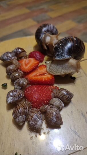 Улитки ахатины детки