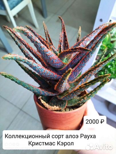 Суккуленты. Сортовые Алоэ