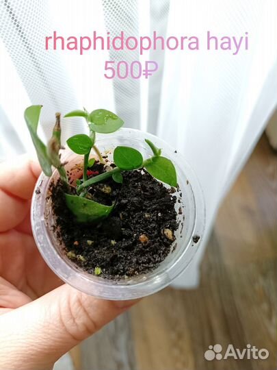 Рафидофора, нефролепис, перец и другое