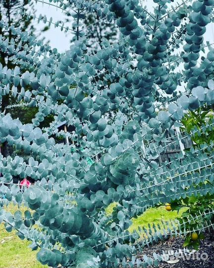 Эвкалипт саженец