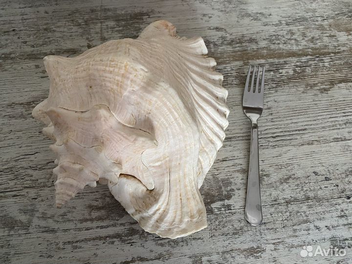 Ракушка большая морская