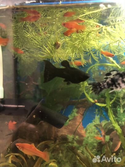 Рыба меченосец мальки