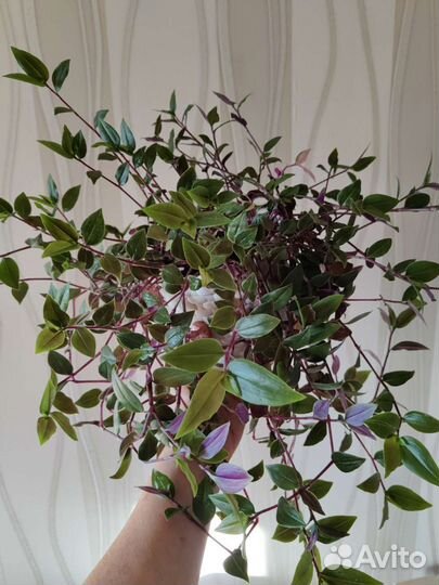 Традесканция