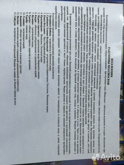 Коллекция раковины моллюсков