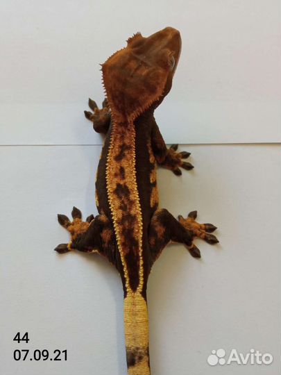 Самки реснитчатого бананоеда