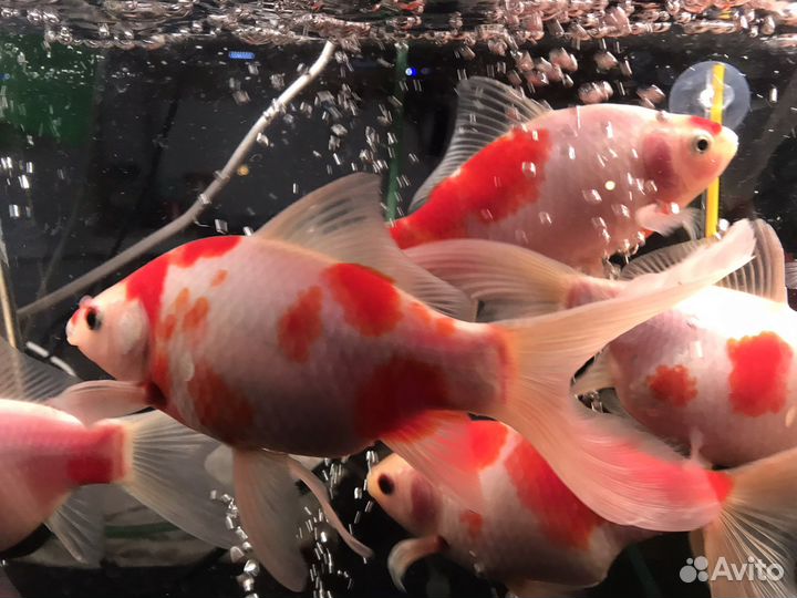 Камета вакин