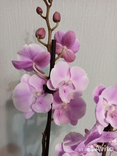 Орхидея фаленопсис Биг Лип Сакура, 2 ствола