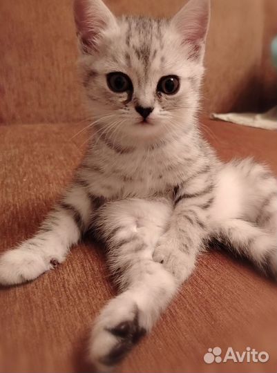 Британская