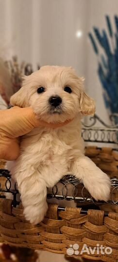 Мальтипу ф1