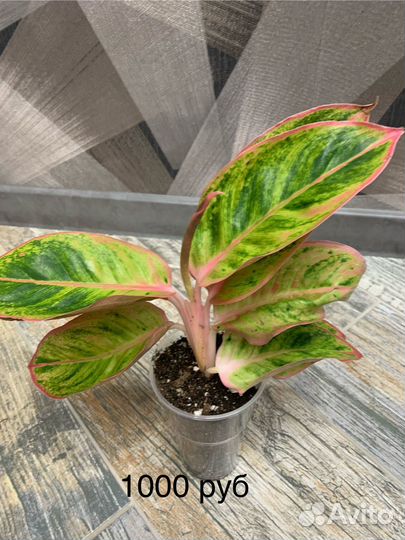 Аглаонема Амалия или Сальмон фентези