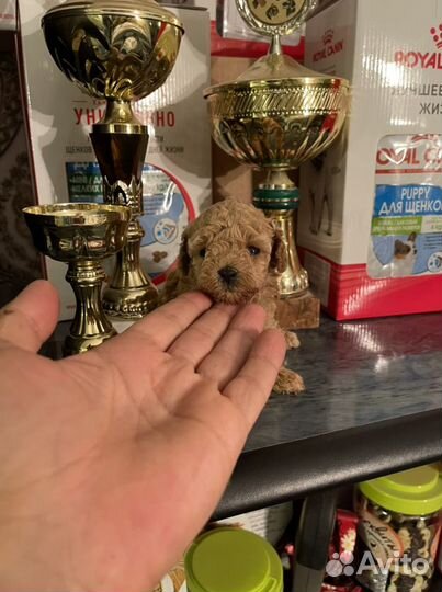 Щенки той пуделя