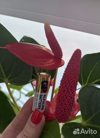 Антуриум Алтимо