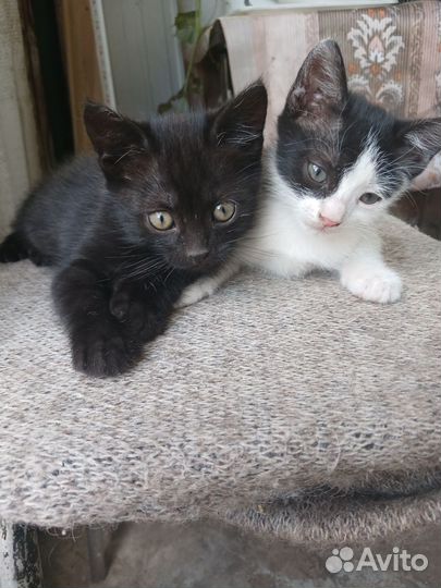 Котята в добрые руки,чёрный котик