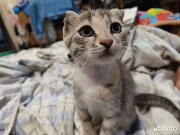 Вислоухий котёнок