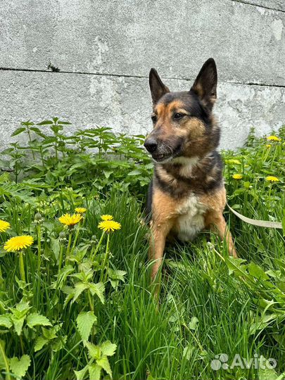 Небольшая овчарка ищет дом