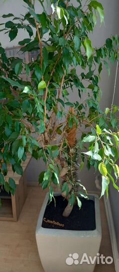 Комнатные цветы Фикус бенджамина