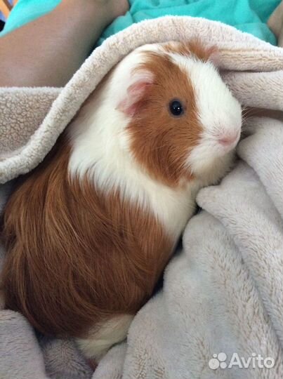 Морские свинки малыши