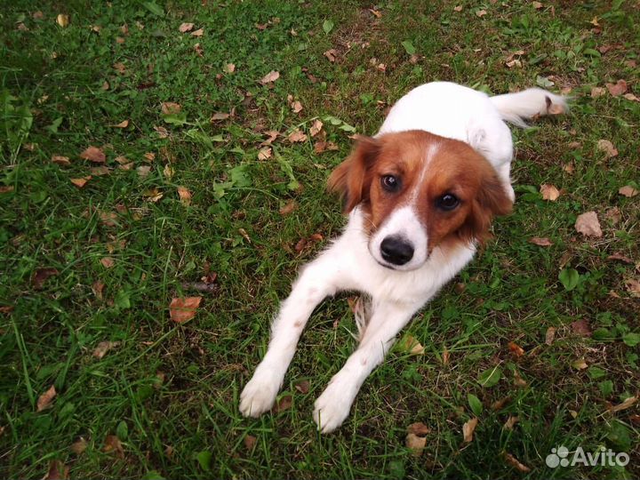 Собака в добрые руки