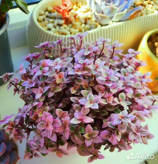 Традесканция и каллизия