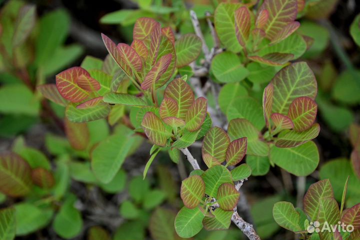 Скумпия кожевенная, семена