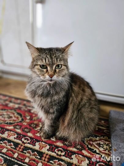 Кошечки ищут ручки