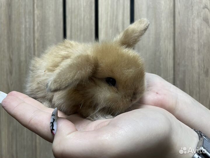 Декоративные карликовые кролики