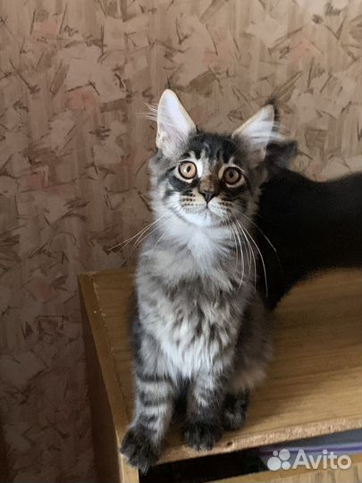 Котята мейн-кун