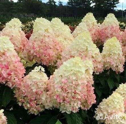 Гортензия Меджикал Свит Саммер