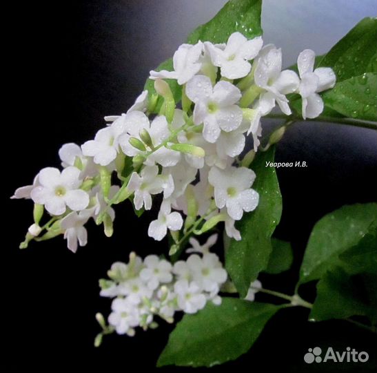 Комнатные цветы