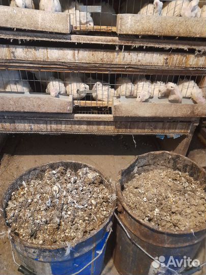 Перепелиный помёт. Куриный навоз