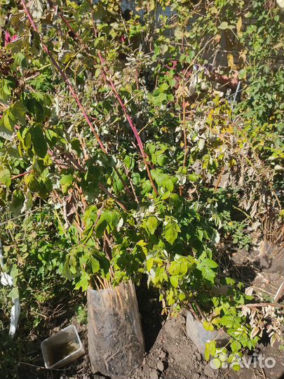 Саженцы ремонтантной малины