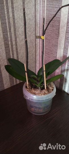 Орхидея фаленопсис