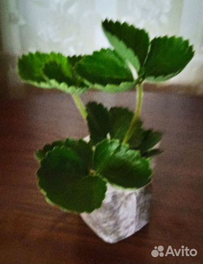 Землеклуника 