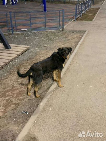 В добрые руки