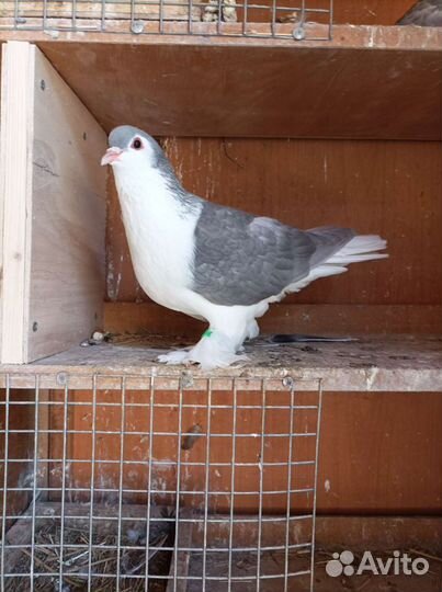 Голуби павлины, индийские лахоры