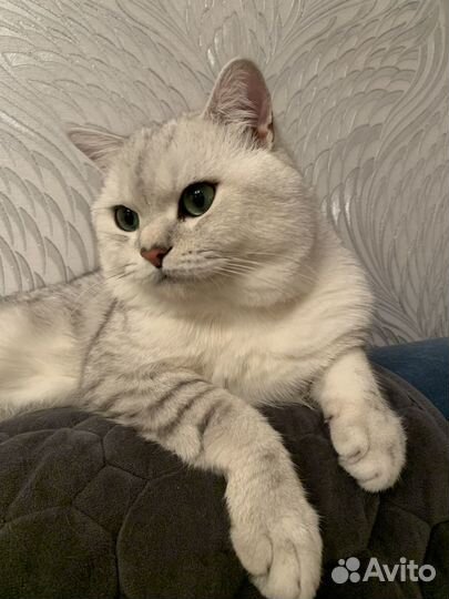 Шотландский кот вязка