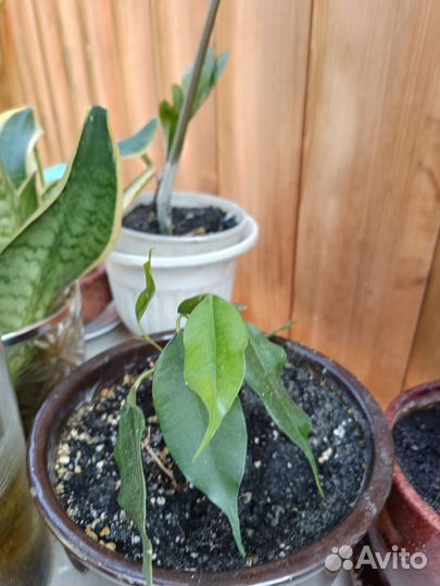 Комнатные цветы