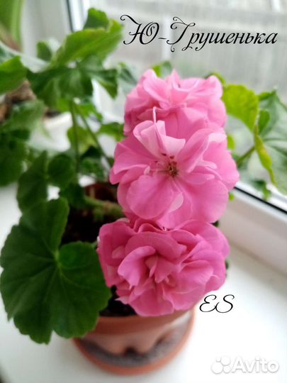 Пеларгония сортовая