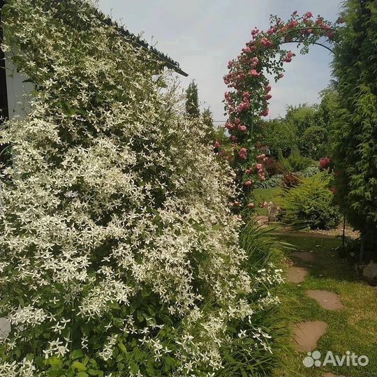 Клематис белое облако