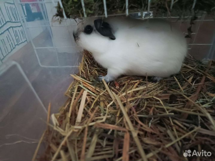 Морская свинка калифорния