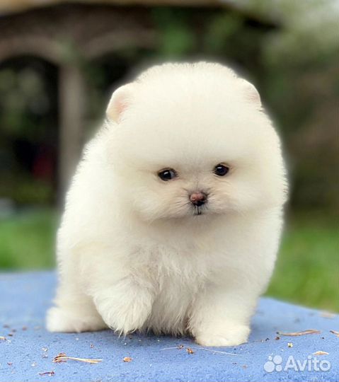 Померанский шпиц девочка