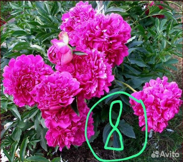 Пион marechal macmahon (марешаль мак-магон)