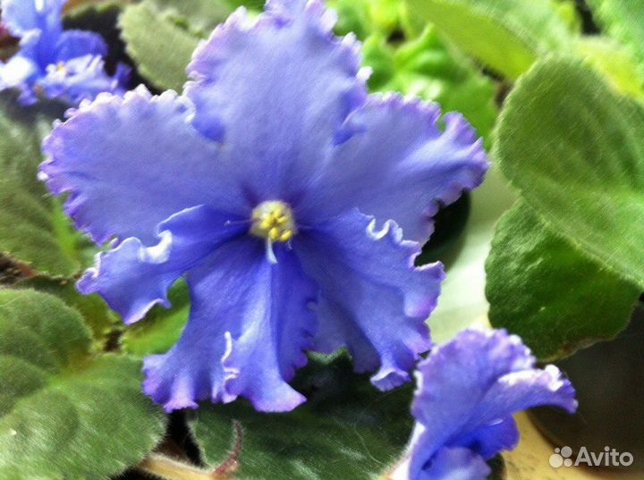 Фиалки сортовых и промышленных сортов