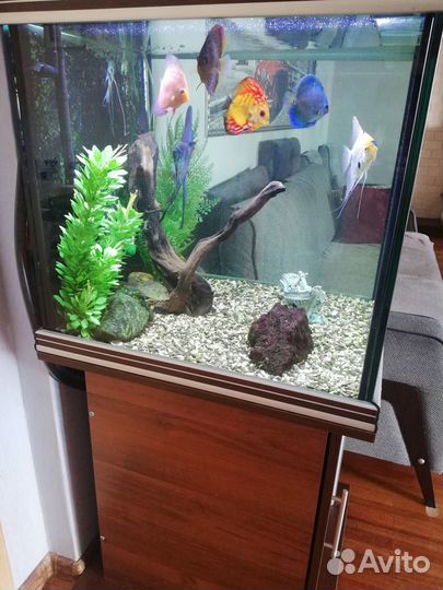 Аквариум