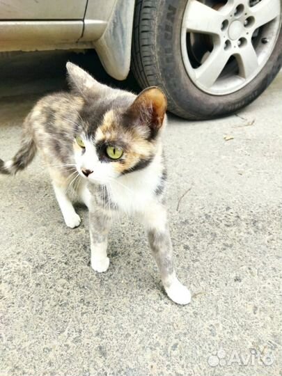 Кошка просит помощи