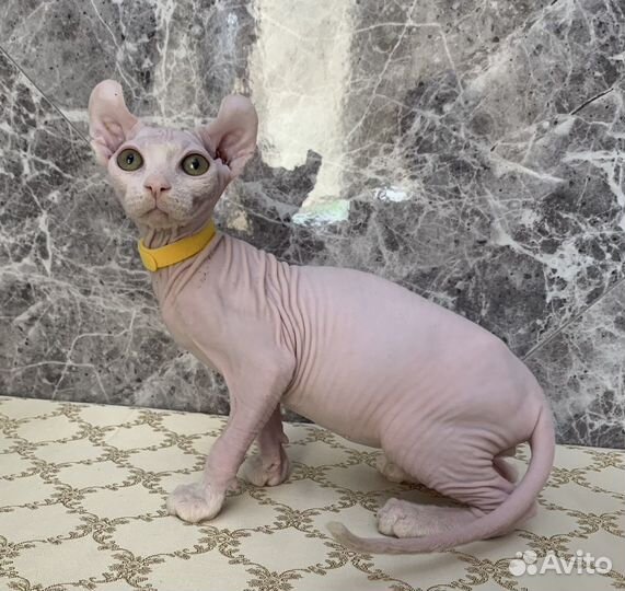 Канадский сфинкс эльф котенок