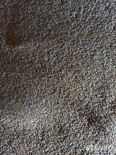 Просо желтое