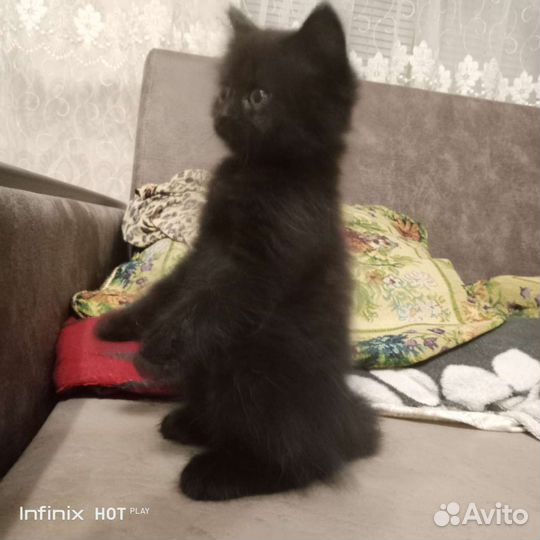 Курильский бобтейл